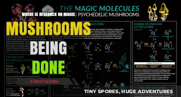 Exploring the Frontiers: Where Magic Mushroom Research is Thriving
