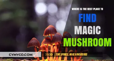 Exploring Nature's Hidden Gems: A Guide to Finding Magic Mushrooms