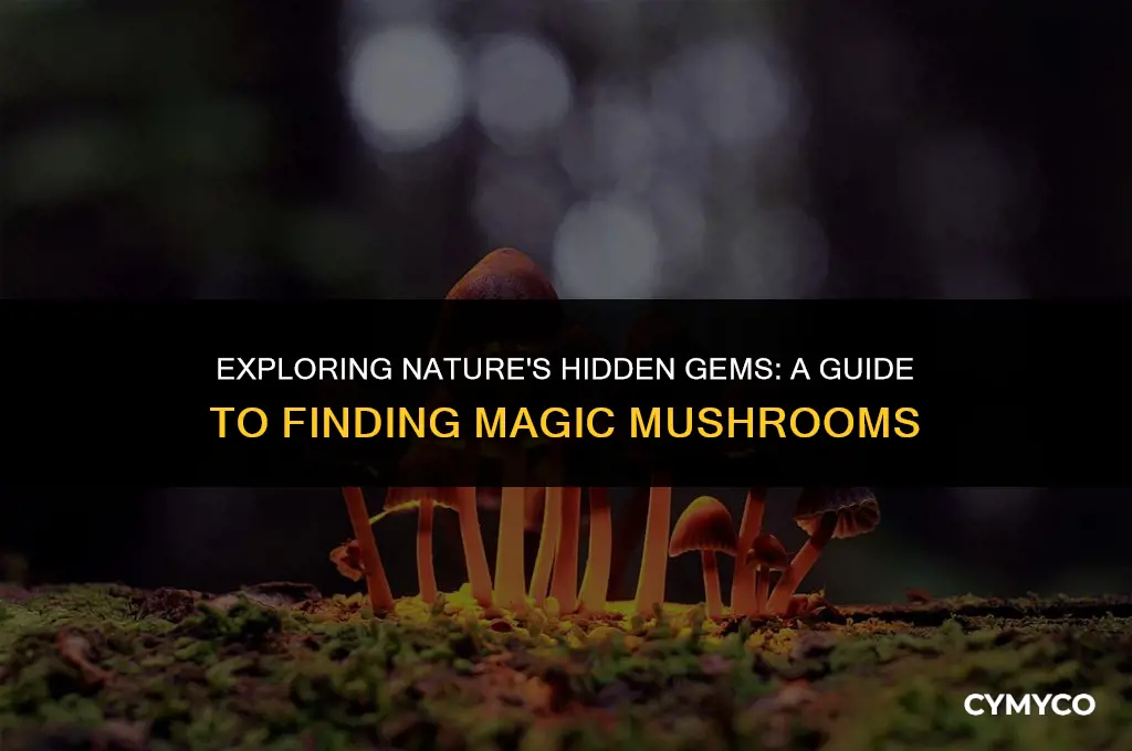 where is the best place to find magic mushrooms