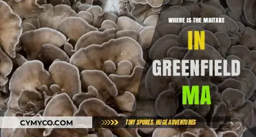 Exploring Greenfield, MA: A Quest for the Elusive Maitake Mushroom