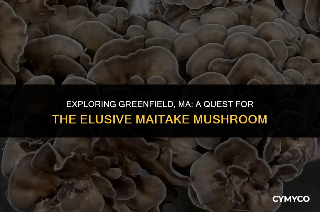 where is the maitake in greenfield ma
