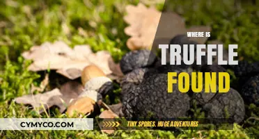 Exploring the Elusive Truffle: A Journey Through Its Natural Habitat