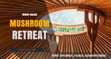 Exploring the Mystical: A Journey to Magic Mushroom Retreats