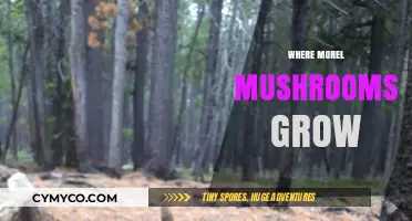 Exploring the Natural Habitats Where Morel Mushrooms Thrive