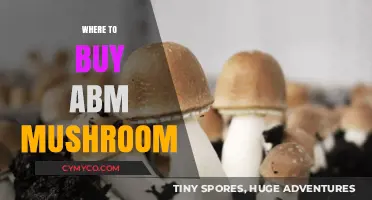 Exploring the Best Sources for ABM Mushrooms: A Comprehensive Guide