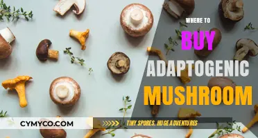 Exploring Nature's Stress-Busters: Your Guide to Purchasing Adaptogenic Mushrooms