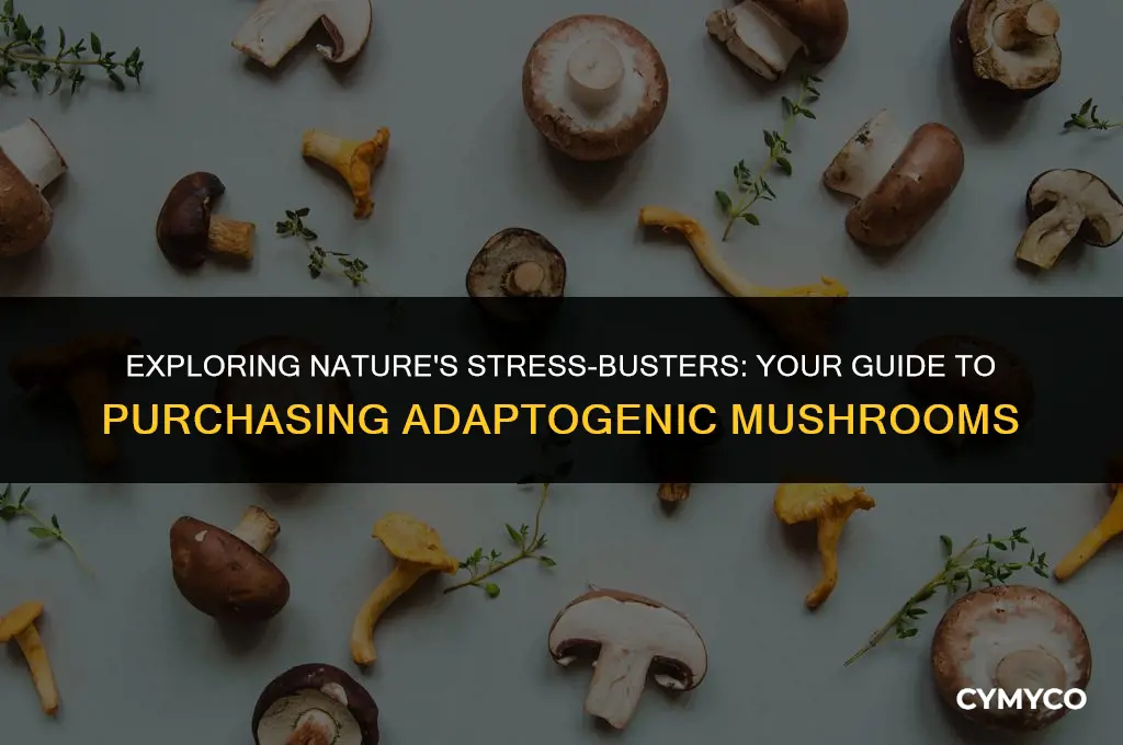 where to buy adaptogenic mushrooms
