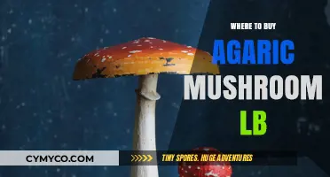 Exploring the Best Sources for Purchasing Agaric Mushrooms by the Pound
