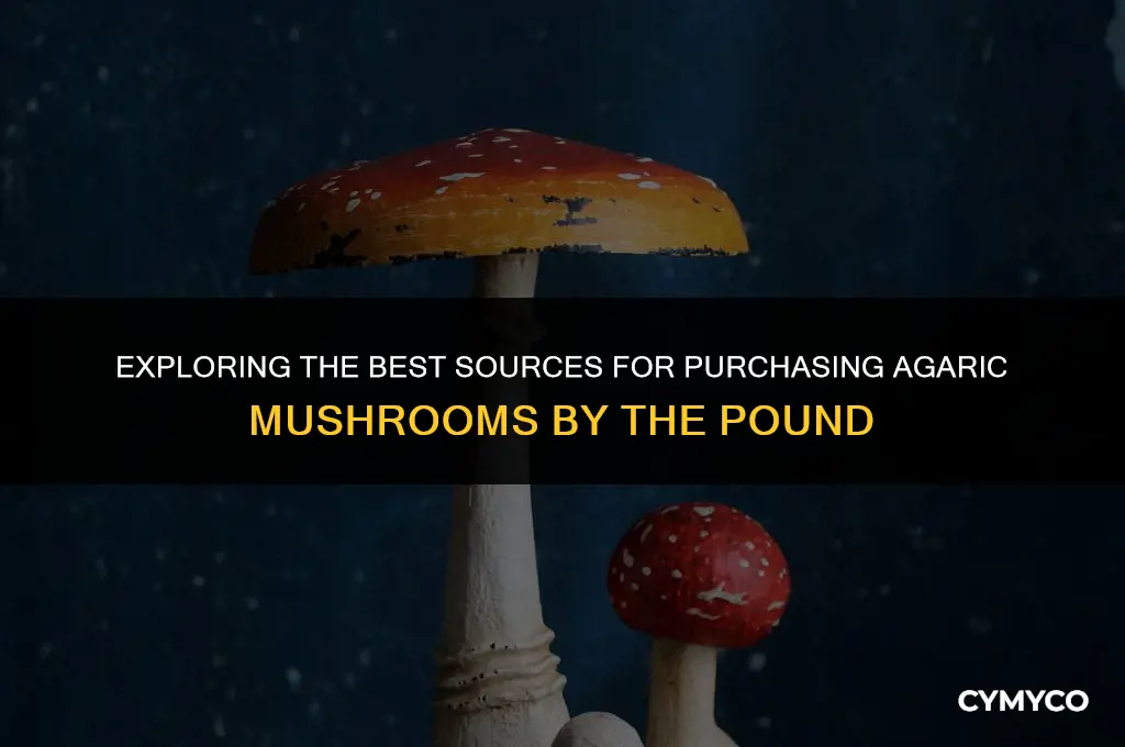 where to buy agaric mushroom lb