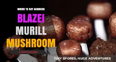 Exploring the Best Sources for Agaricus Blazei Murill Mushrooms