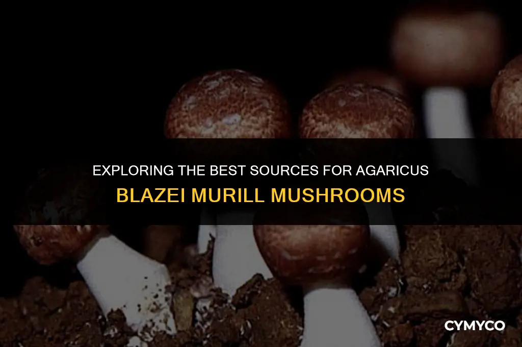where to buy agaricus blazei murill mushroom