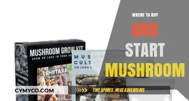 Exploring the Best Sources and Methods to Begin Your Mushroom Journey