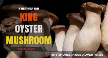 Discover the Best Sources for Baby King Oyster Mushrooms