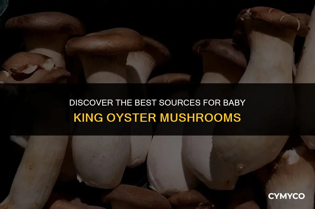 where to buy baby king oyster mushroom