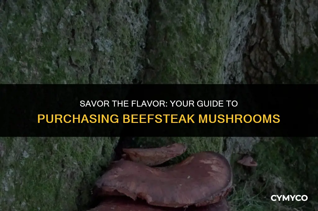 where to buy beefsteak mushrooms