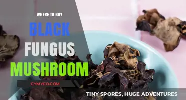 Exploring the Best Sources for Black Fungus Mushrooms: A Comprehensive Guide