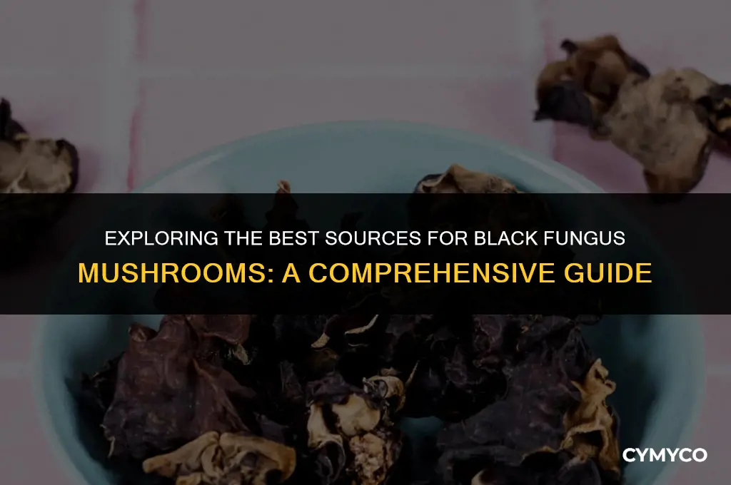 where to buy black fungus mushroom