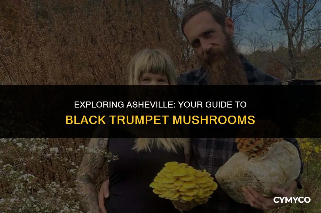 where to buy black trumpet mushrooms in asheville nc