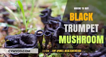 Discover the Best Sources for Black Trumpet Mushrooms Online