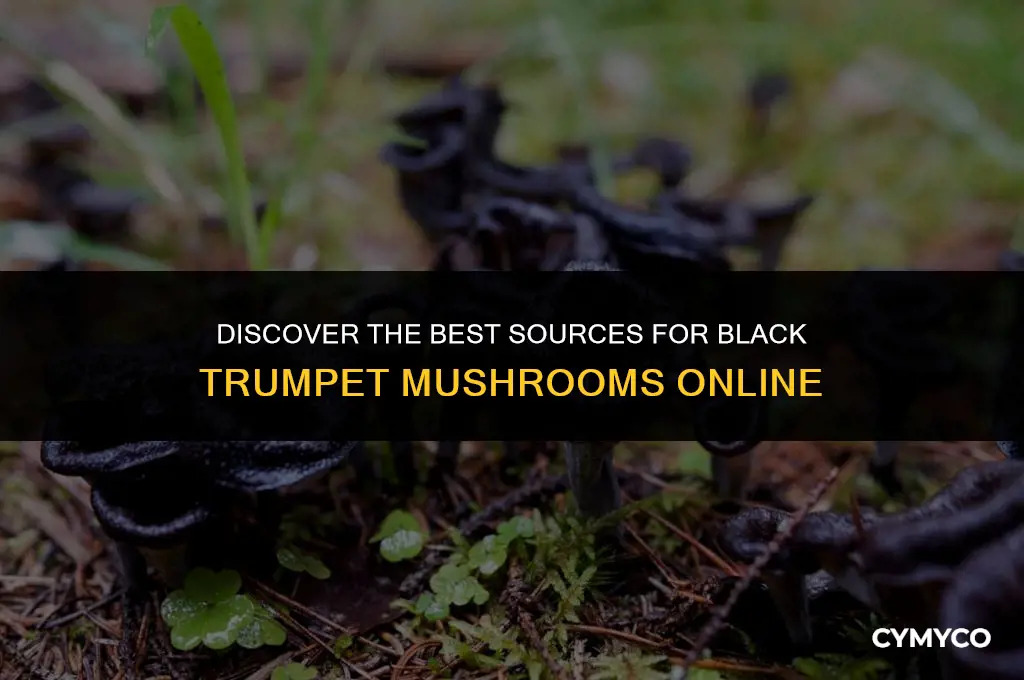 where to buy black trumpet mushrooms