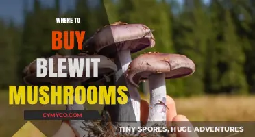 Exploring the Best Sources for Fresh Blewit Mushrooms