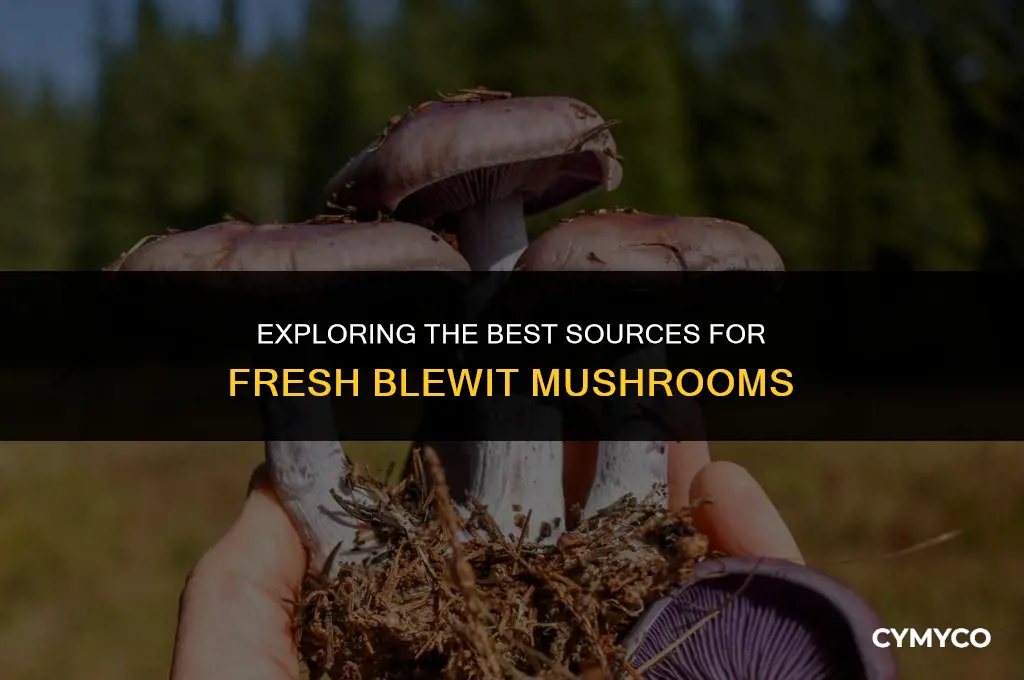 where to buy blewit mushrooms