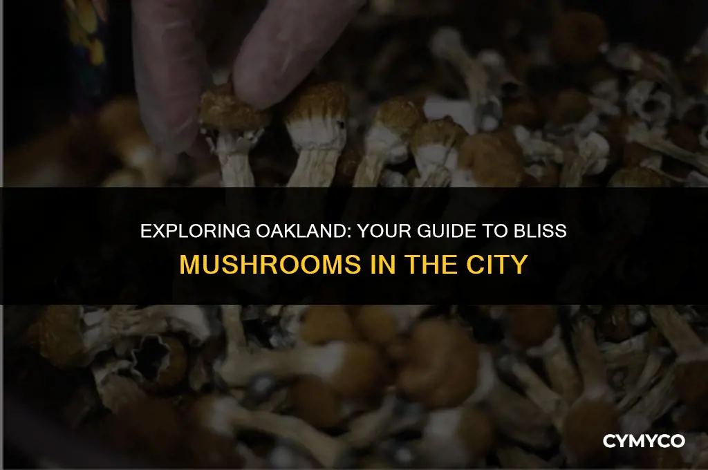 where to buy bliss mushrooms in oakland