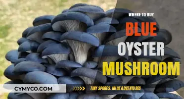 Discover the Best Sources for Fresh Blue Oyster Mushrooms