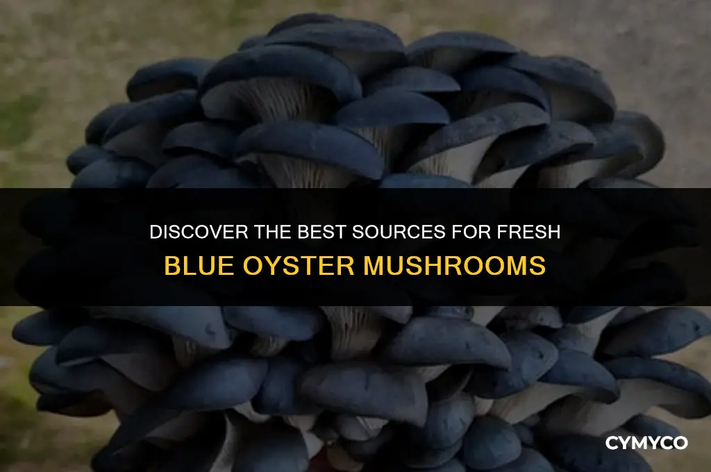 where to buy blue oyster mushrooms