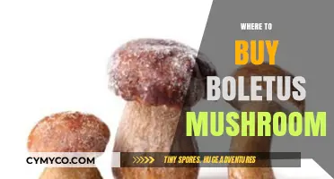 Discover the Best Spots to Purchase Fresh Boletus Mushrooms