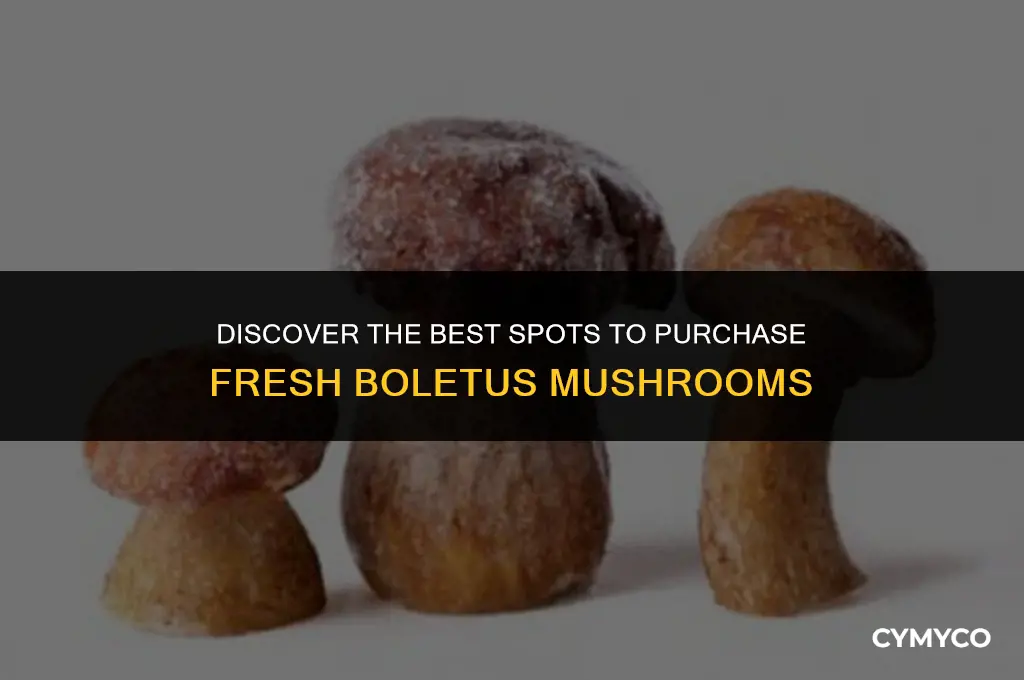 where to buy boletus mushrooms