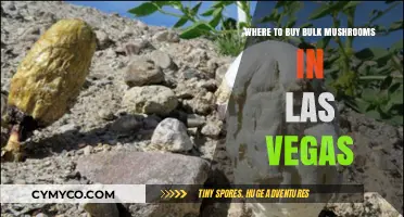 Discover the Best Spots to Buy Bulk Mushrooms in Las Vegas