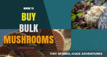 Exploring the Best Sources for Bulk Mushroom Purchases