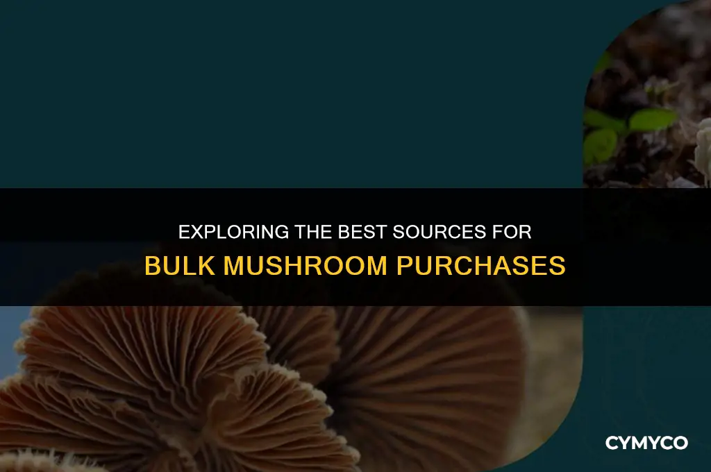 where to buy bulk mushrooms