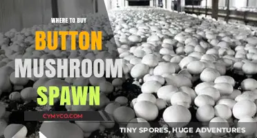 Where to Buy Button Mushroom Spawn: A Comprehensive Guide