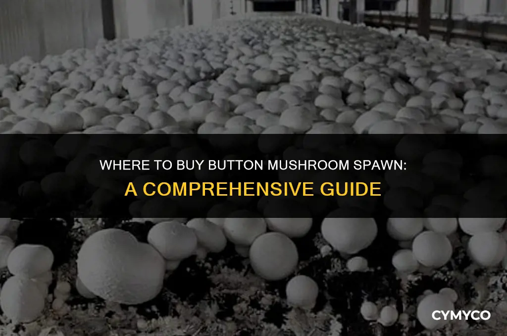 where to buy button mushroom spawn
