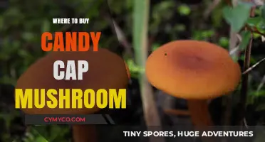 Sweet Treats: A Guide to Finding Candy Cap Mushrooms Near You