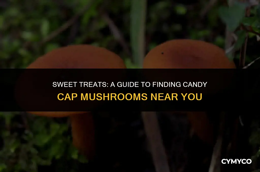 where to buy candy cap mushroom
