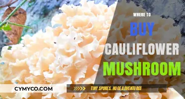 Discover the Best Spots to Buy Cauliflower Mushrooms Near You