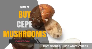 Exploring the Best Sources for Fresh Cepe Mushrooms