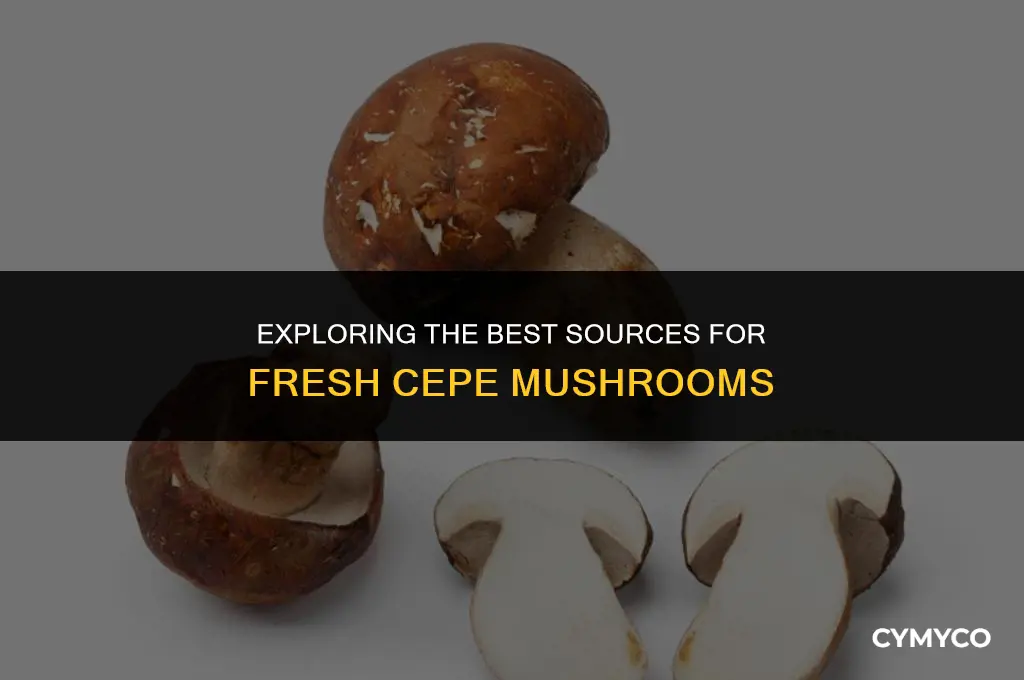 where to buy cepe mushrooms