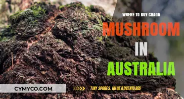 Discover the Best Sources for Chaga Mushrooms in Australia