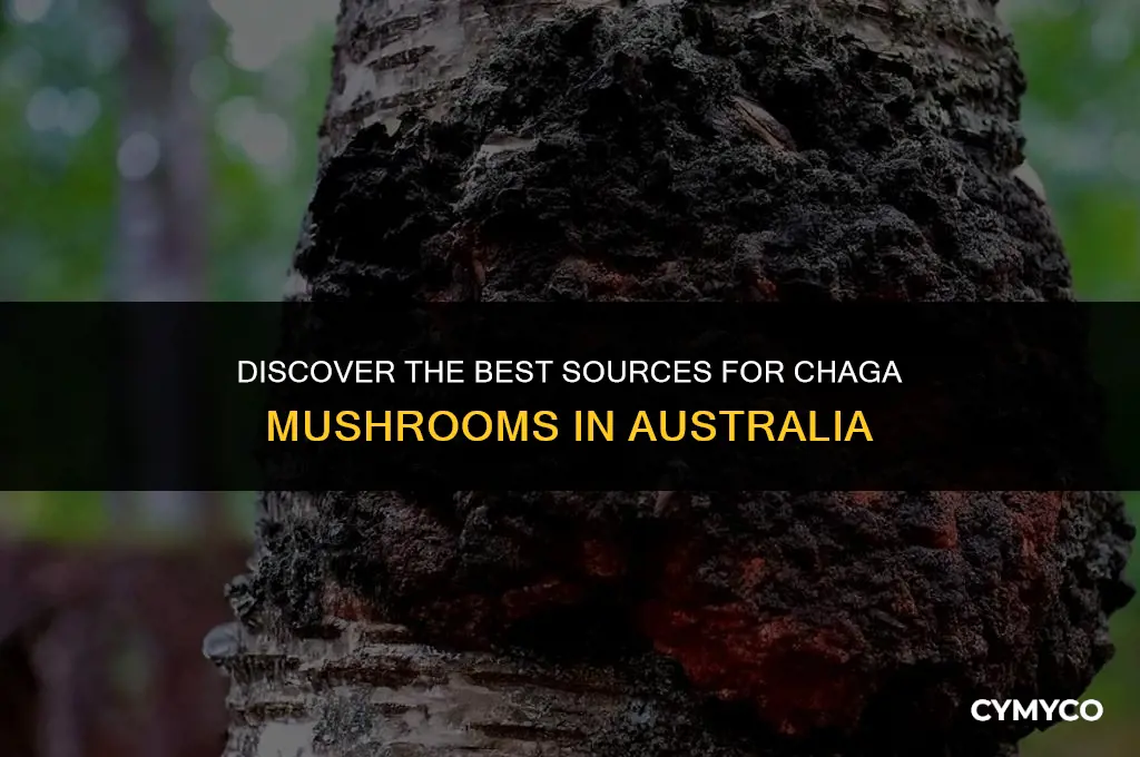 where to buy chaga mushroom in australia