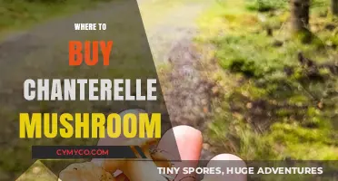 Discover the Best Spots to Purchase Fresh Chanterelle Mushrooms