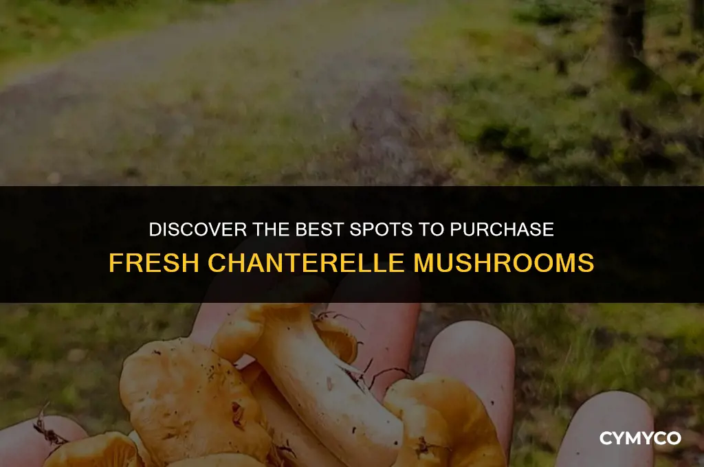 where to buy chanterelle mushroom