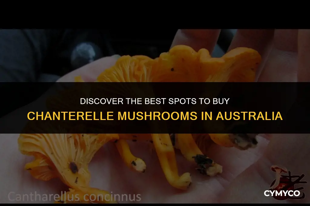 where to buy chanterelle mushrooms in australia