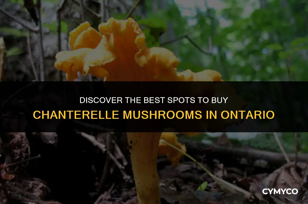 where to buy chanterelle mushrooms in ontario