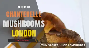 Exploring London's Best Spots for Fresh Chanterelle Mushrooms