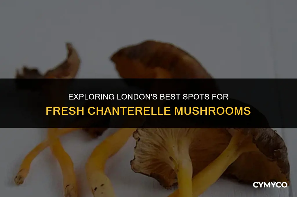 where to buy chanterelle mushrooms london