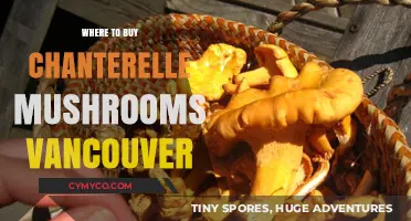 Exploring Vancouver's Best Spots for Fresh Chanterelle Mushrooms
